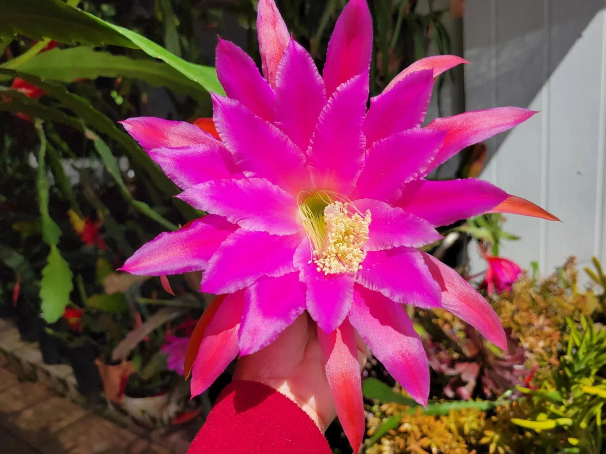 Epiphyllum Chanteuse Unrooted Cuttings 8-10" Orchid Cactus for Propagation - Epiphyllum spp.