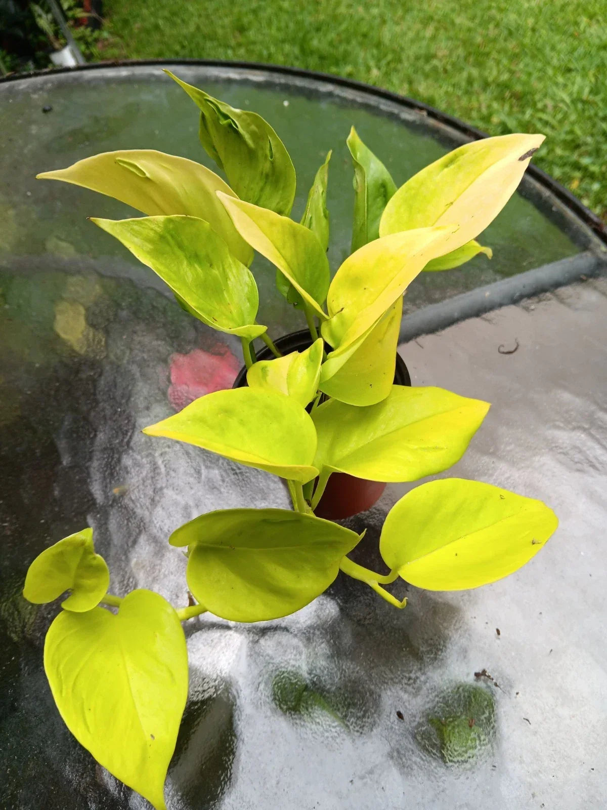 Epipremnum Pothos Plant - Champs Élysées - Starter Plant - Low Light Tolerant - Easy Care - Epipremnum aureum 'Champs Elysees'