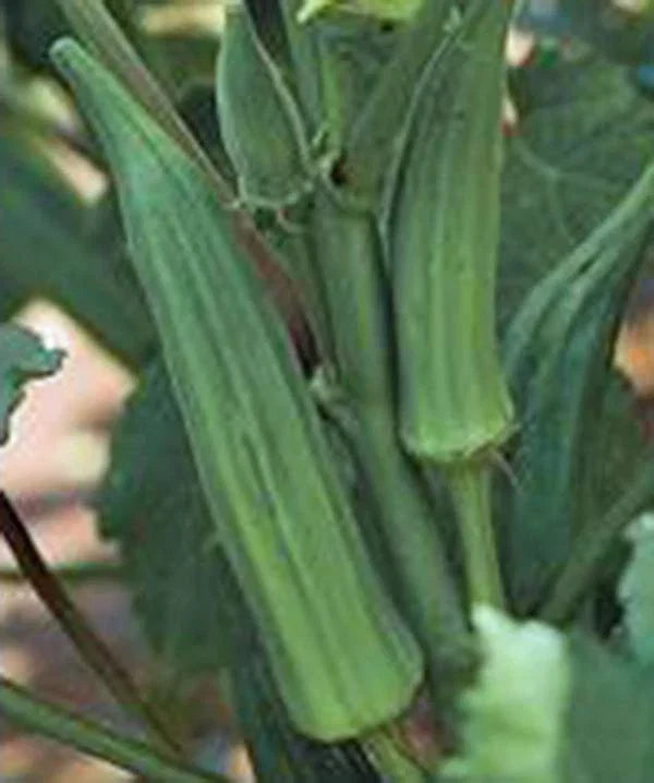 Okra Seeds - 100 Heirloom Non-GMO Emerald Variety - Abelmoschus esculentus - Perfect for Home Gardens and Containers