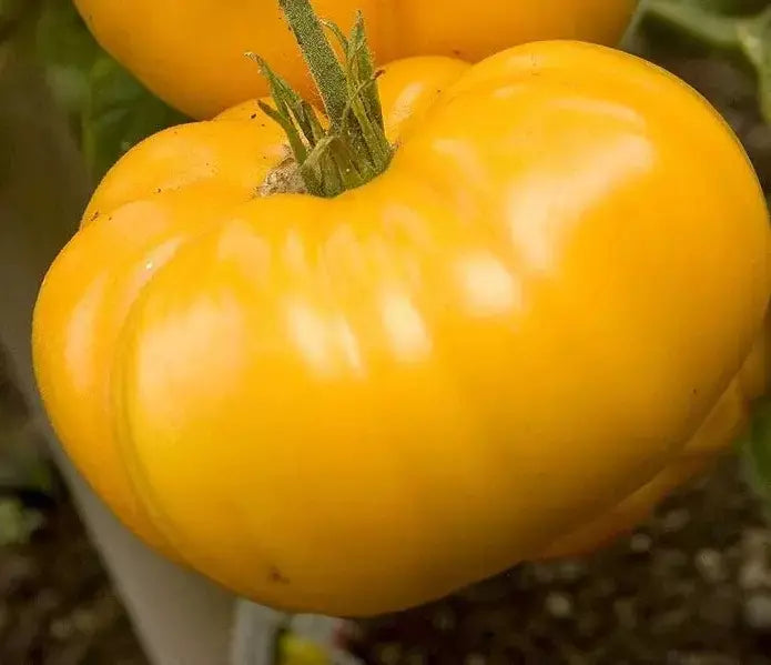 Yellow Brandywine Tomato Seeds - 30+ Organic Heirloom NON-GMO - Solanum lycopersicum - Fresh Home Gardening Seeds