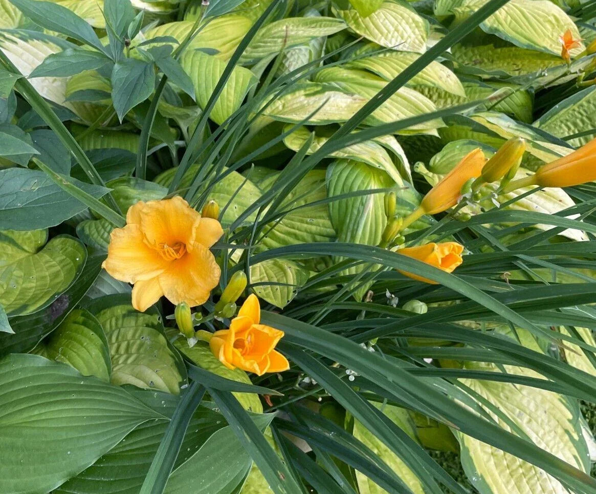 15 Bare Root Stella D'oro Daylily Bulbs, Yellow Flowers, Hemerocallis 'Stella D'oro', Deer Resistant, Spring Planting
