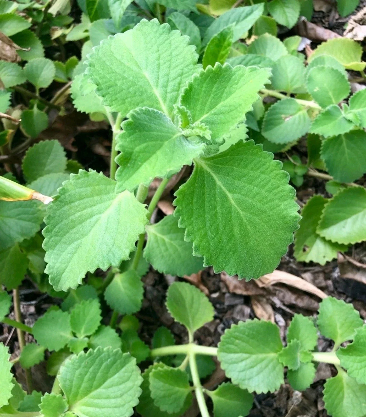 Cuban Oregano Cuttings - 8 Unrooted Pieces - Mexican Mint - Coleus amboinicus - Aromatic Herb for Culinary Use
