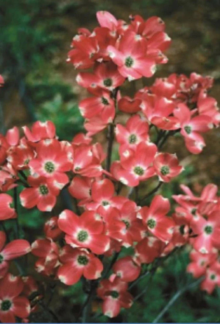 Red Pygmy Dogwood Seeds - 5 Pack - Flowering Tree with Fall Color - Cornus 'Pygmaea' - Hardy and Low Maintenance