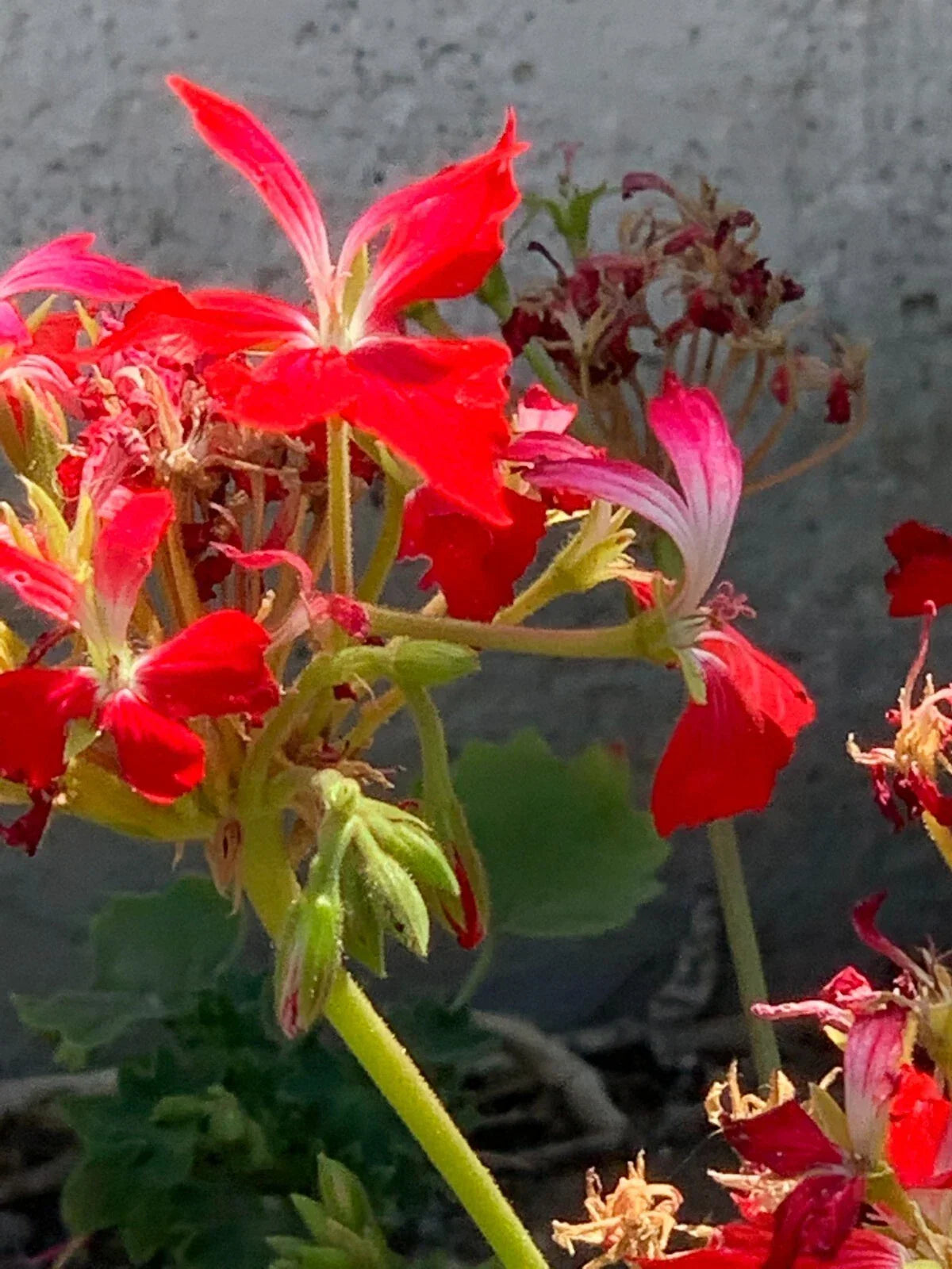 Live Geranium Cuttings - 6" Red Pelargonium 'Fireworks' - Unrooted Flower Plants for Indoor/Outdoor Decor - Pelargonium spp.
