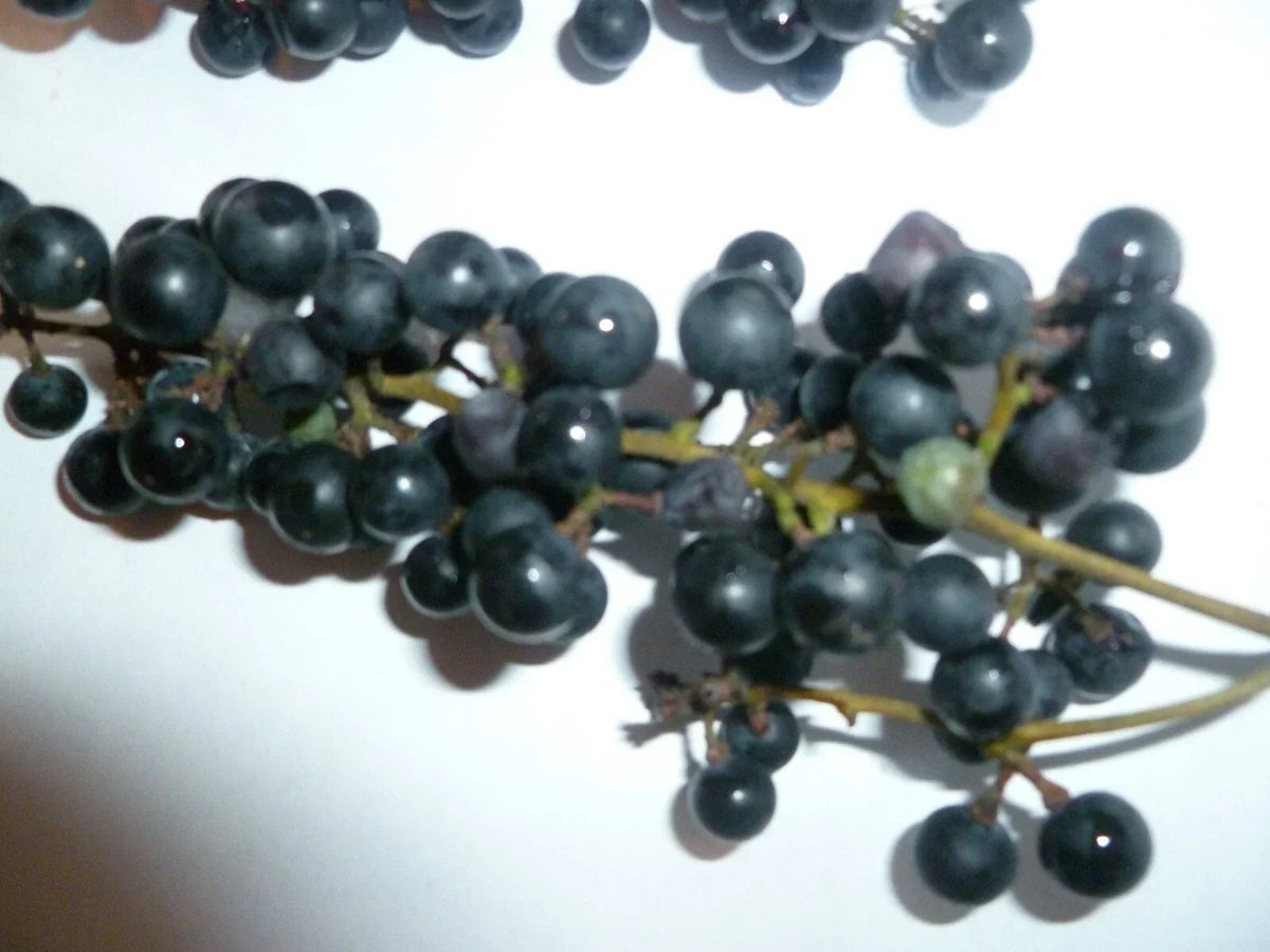 Organic Wild Grape Seeds - 25 Pack - Vitis aestivalis - Non-GMO Heirloom for Home Gardens and Vineyards