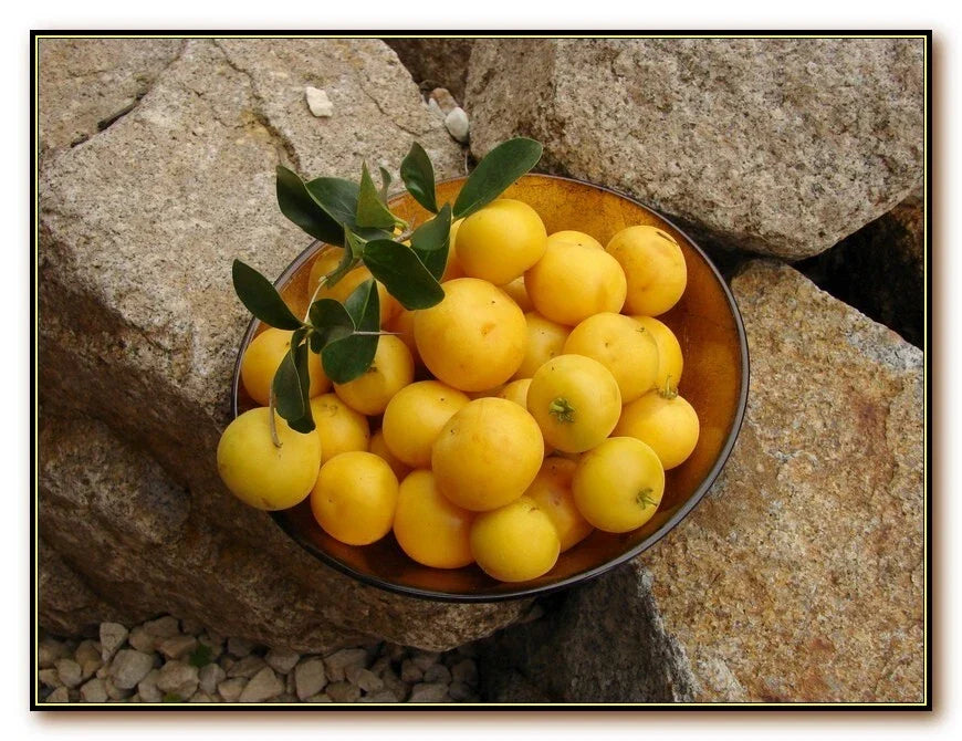 Kei Apple Plant - Young Plant - Dovyalis Caffra - Edible Fruit Tree - Kaffir Apple - Drought Resistant - Garden Shrub