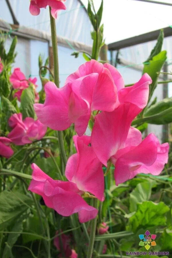 Sweet Pea Seeds - 50+ Non-GMO Seeds - Evie Jones Variety - Lathyrus odoratus - Garden Planting - USA