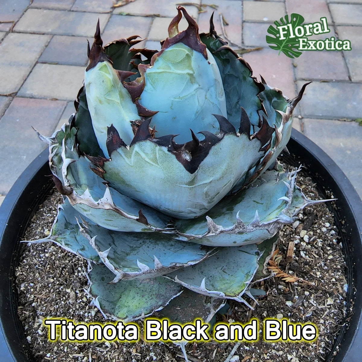Agave Titanota 'Black and Blue' 5" Starter Plant - Rare Succulent, Drought-Tolerant, Indoor/Outdoor, Unique Color, Agave titanota