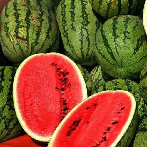 Jubilee Improved Watermelon Seeds | Heirloom Non-GMO Variety | Citrullus lanatus | Packet of 25 Seeds