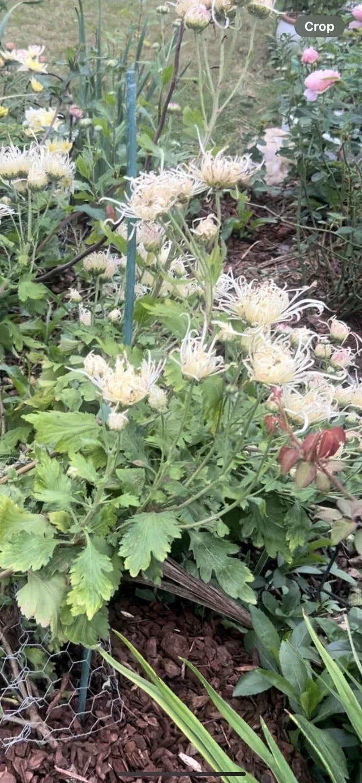 Rare White/Pink Chrysanthemum Live Plant 10"-13" - Chrysanthemum morifolium - Indoor/Outdoor Garden Flower