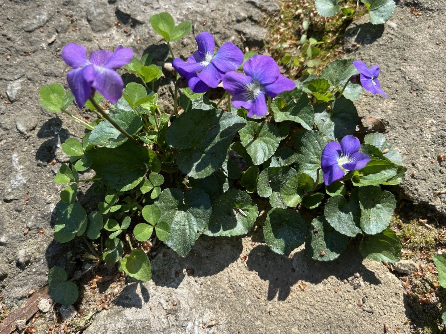 Wild Violet Plants - 50 Native Perennial Flowers - Viola spp. - Perfect for Pollinator Gardens and Natural Landscapes