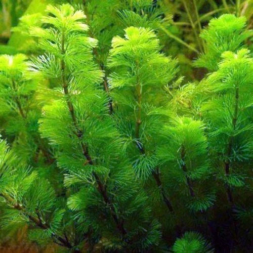 Green Cabomba Plant - 7 Stems, Easy Care Aquatic Plant for Aquariums & Ponds (Cabomba caroliniana)