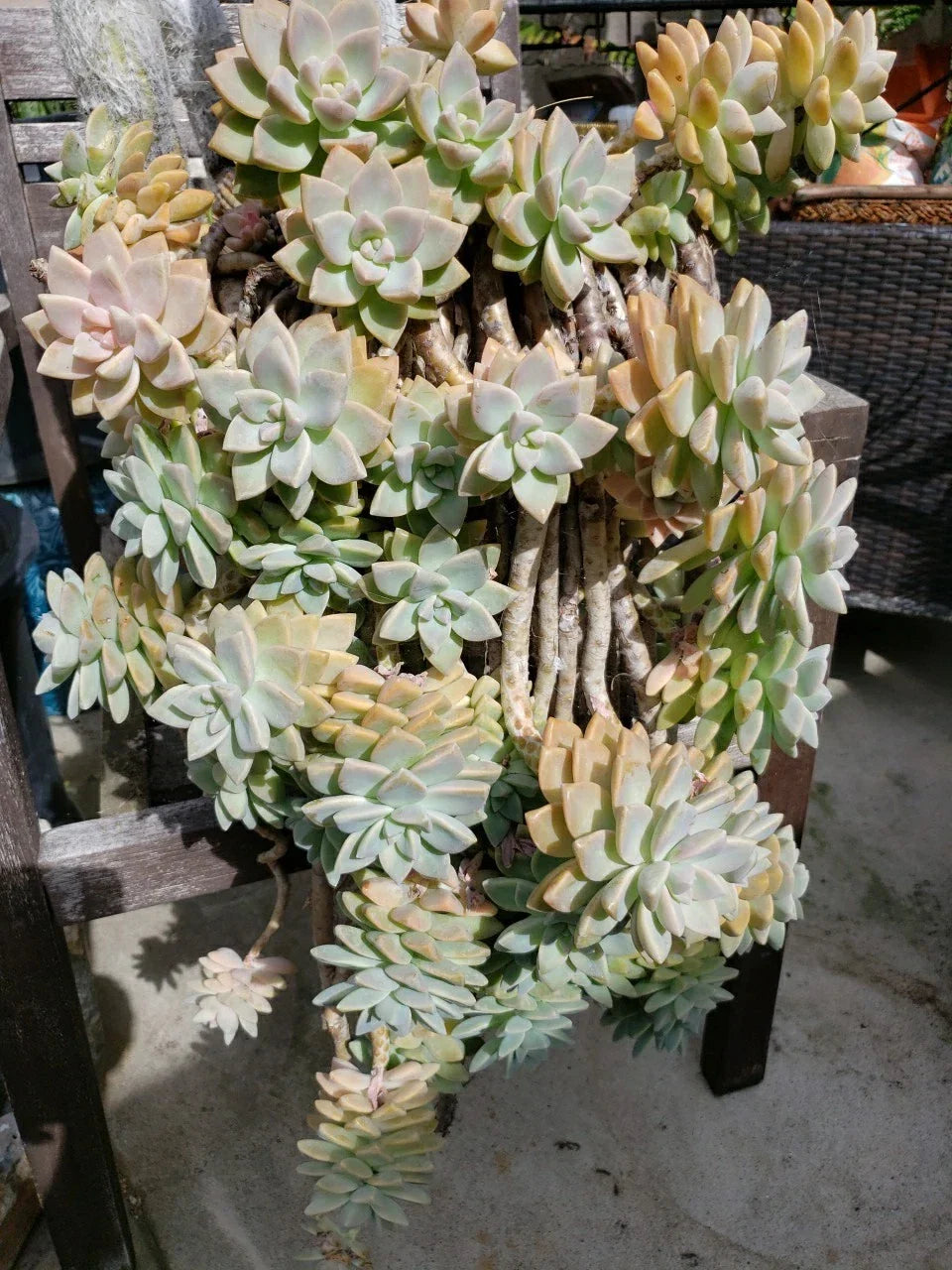 Hanging Succulent Cuttings 5 Pack Assorted Varieties Rootless Ideal for DIY Planters Various Species