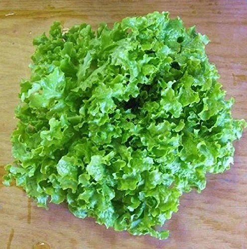 Loose Leaf Lettuce Seeds 500-5000 Count Green Ice Lactuca sativa Fast-Growing Crisp Savoyed Leaves for Home Gardens
