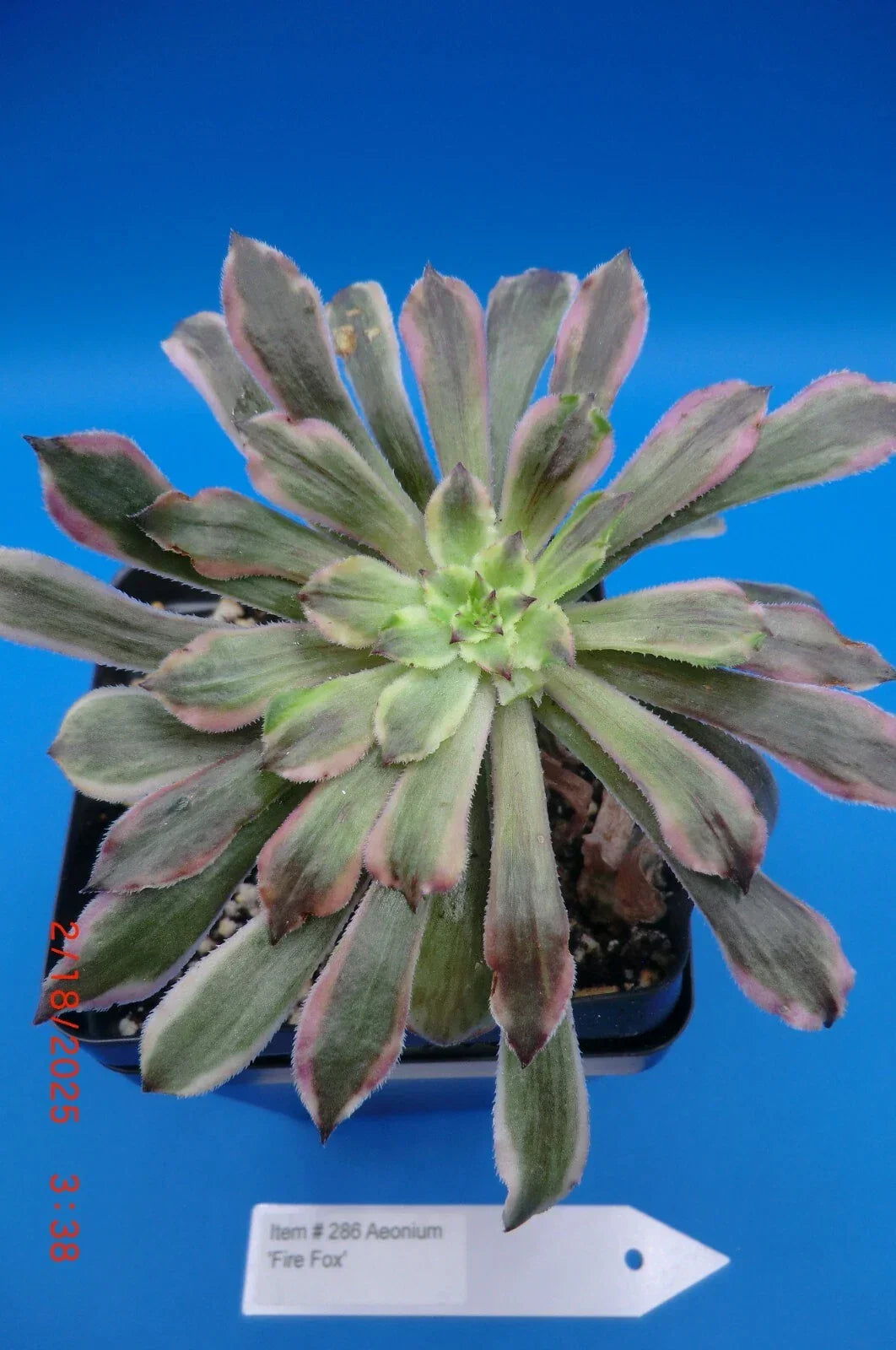 Rooted Aeonium Cutting | Firefox Variety | Succulent Plant | Aeonium 'Firefox' | Perfect for Indoor Gardening