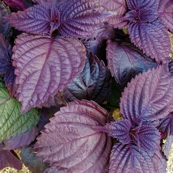 Purple Perilla Seeds Packet - Japanese Red Shiso Aka Asian Mint Basil - Perilla frutescens - Non-GMO Culinary Herb Seeds