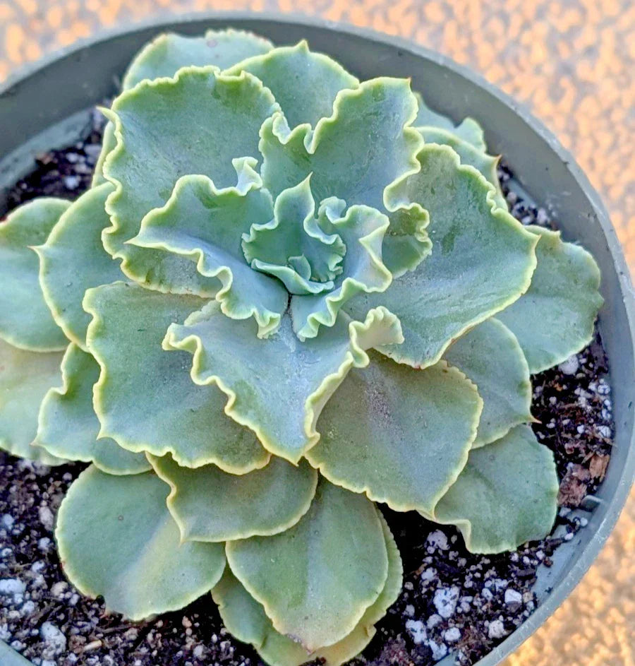 Echeveria "Blue Frills" 6" Potted Plant - Mature Succulent with Frilled Blue-Green Leaves - Echeveria 'Blue Frills'