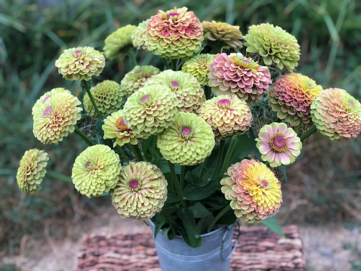 Queen Lime Blush Zinnia Seeds - 100+ Pack - Zinnia elegans - Vibrant Lime-Green & Blush Flowers - USA Grown, Non-GMO