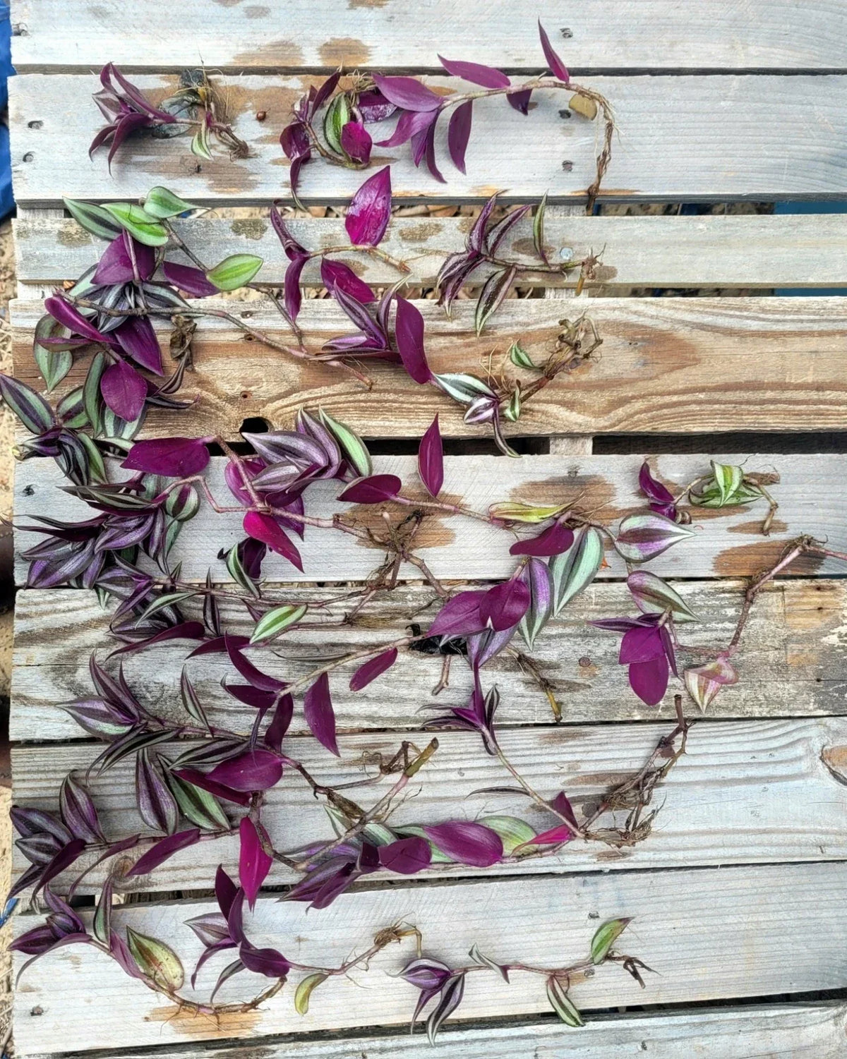 Wandering Jew Cuttings - 12 Fully Rooted Plants - Tradescantia zebrina - Vibrant Green & Purple Foliage for Home/Garden