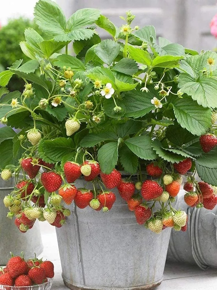 Wild Strawberry Seeds - 200+ Pack - Edible Garden Fruit - Fragaria Vesca - Heirloom Variety - Organic Gardening Supplies
