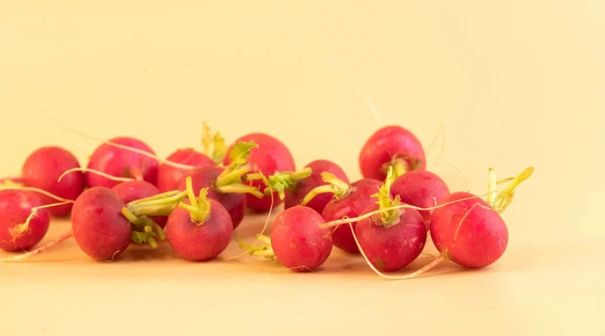 Lady Slipper Radish Seeds - 500+ Non-GMO Seeds - Raphanus sativus - Fast-Growing Pink and White Striped Radishes