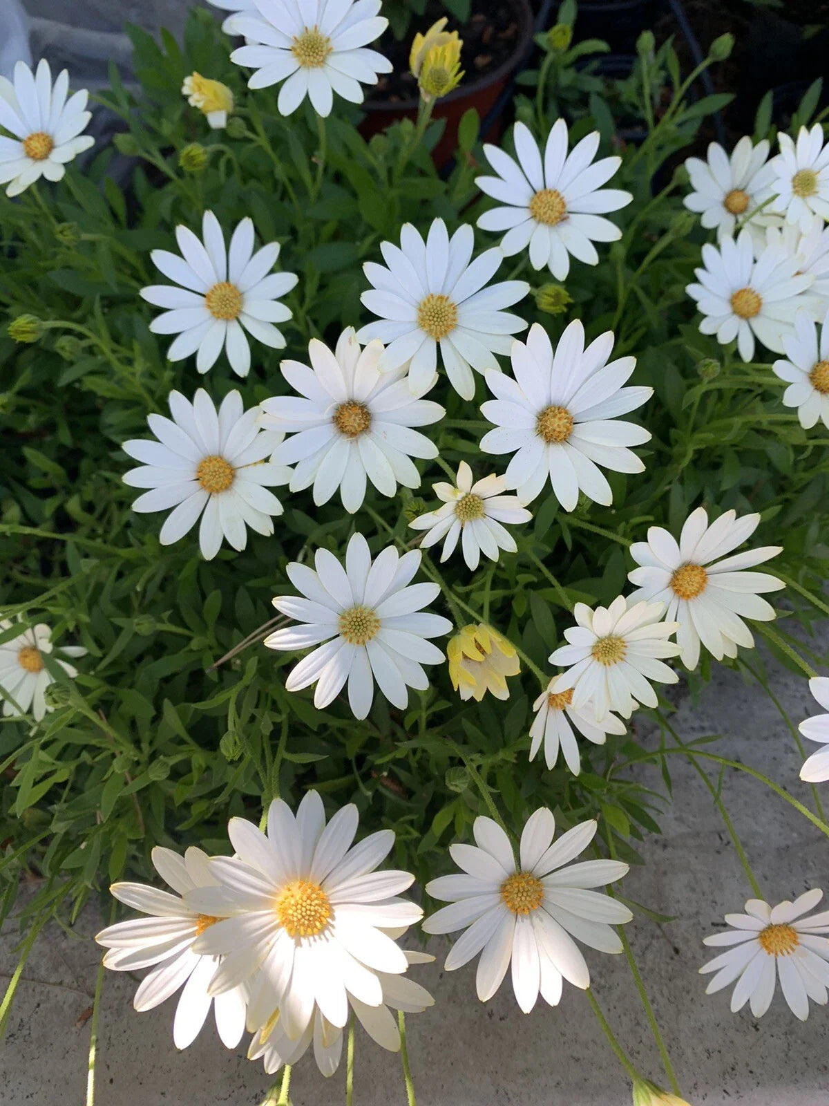 Cream and Yellow African Daisy Plant, 6 Inch Pot, Osteospermum, Indoor/Outdoor Flowering, Low Maintenance Garden Flower