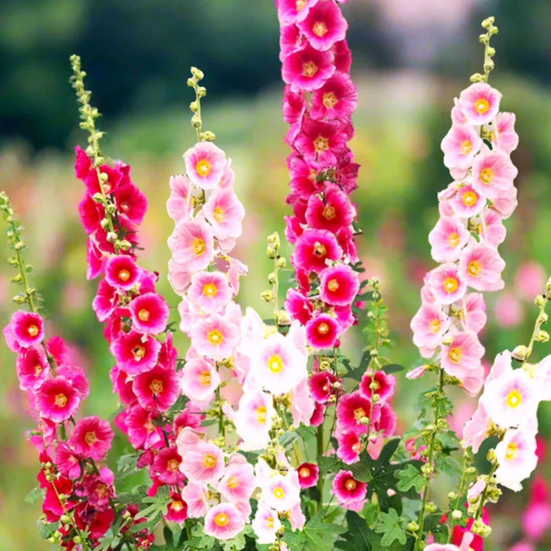 Hollyhock Seeds - Single-Flowered Mix - Alcea Rosea - Cottage Garden Variety - 50 Seeds for 2025 Planting