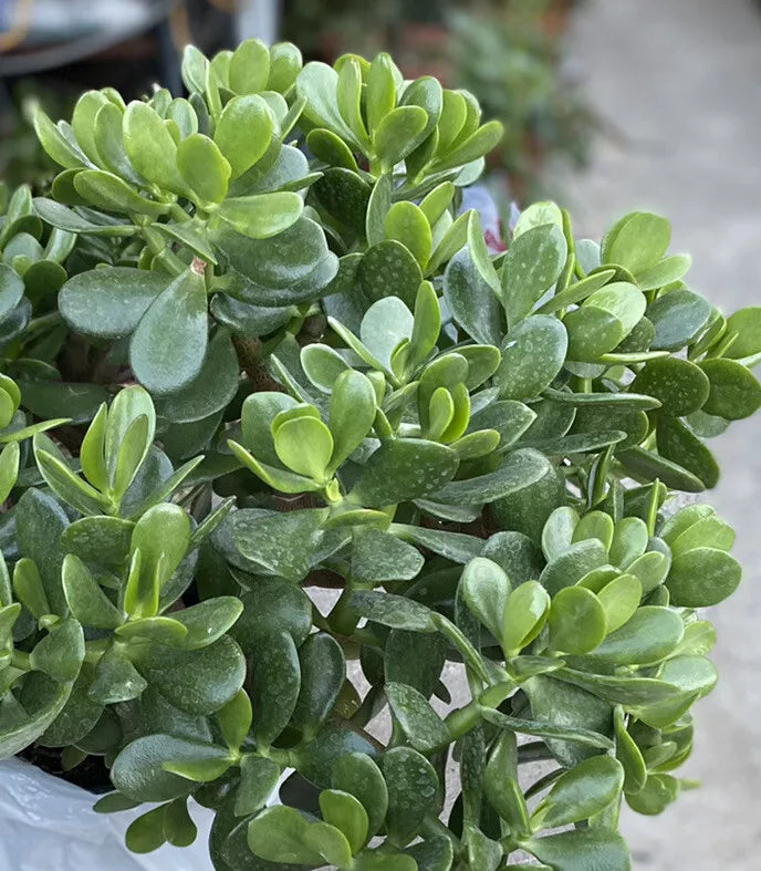 Jade Plant - 1 Rooted Plant - Crassula ovata - Easy Care Succulent - Indoor Houseplant - Glossy Dark Green Leaves