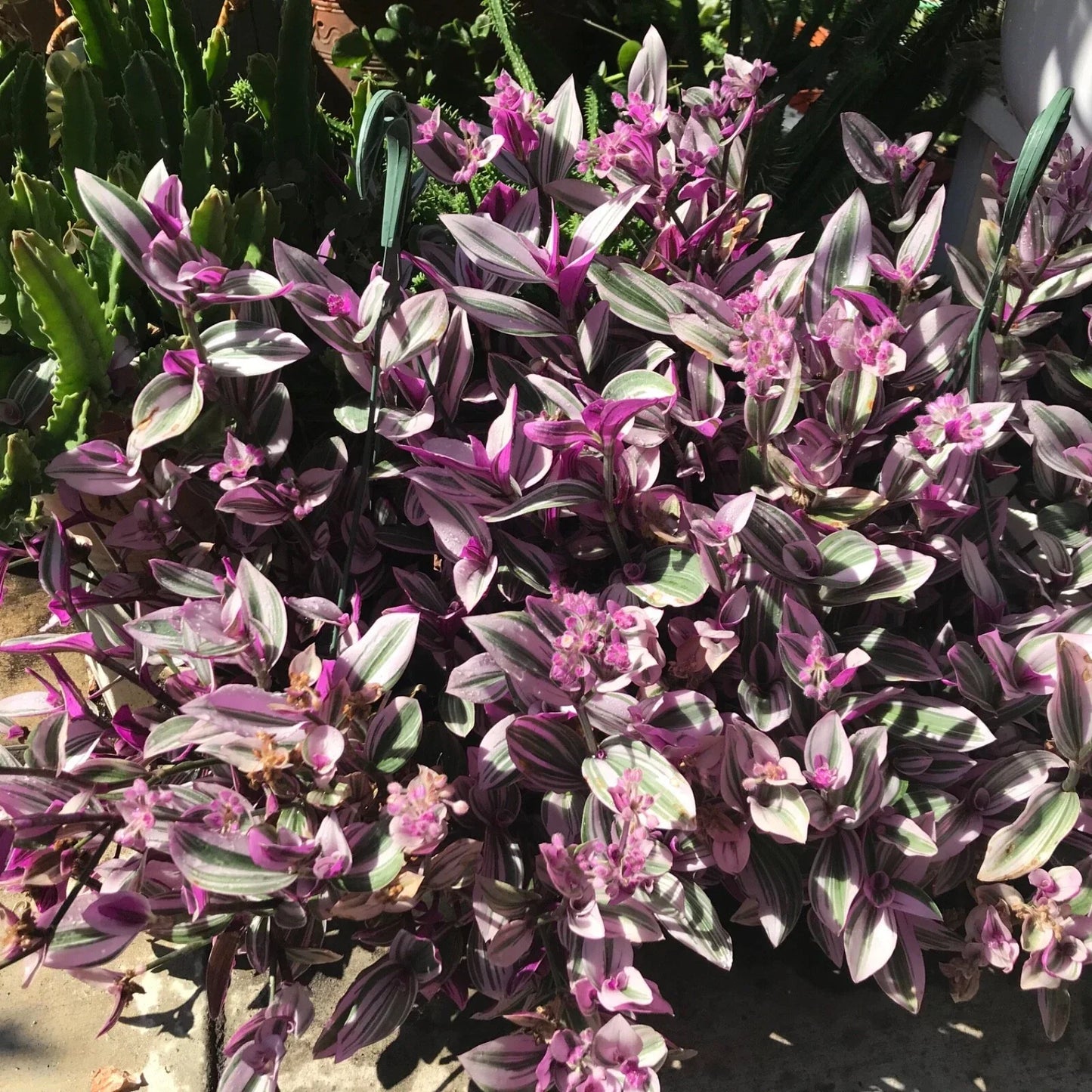 Tradescantia Nanouk Cuttings - 7 Healthy Stem Cuttings - Variegated Purple & Green Foliage - Tradescantia albiflora