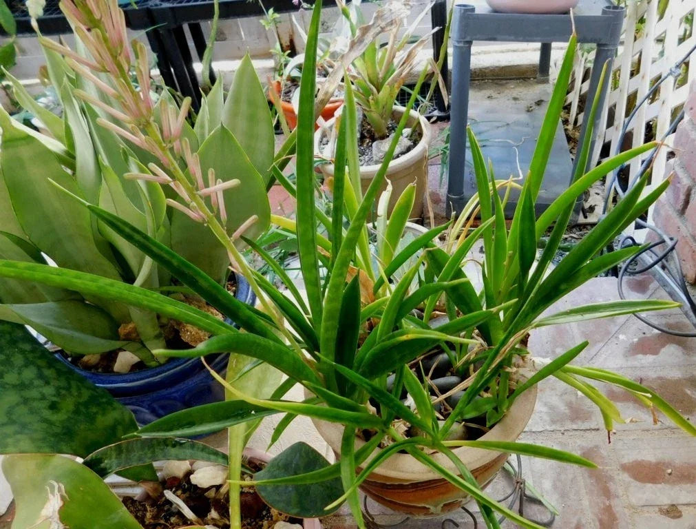 Bare Root Sansevieria Aethiopica Bowstring Hemp Plant - Indoor Air Purifying Houseplant for Beginners and Gardeners