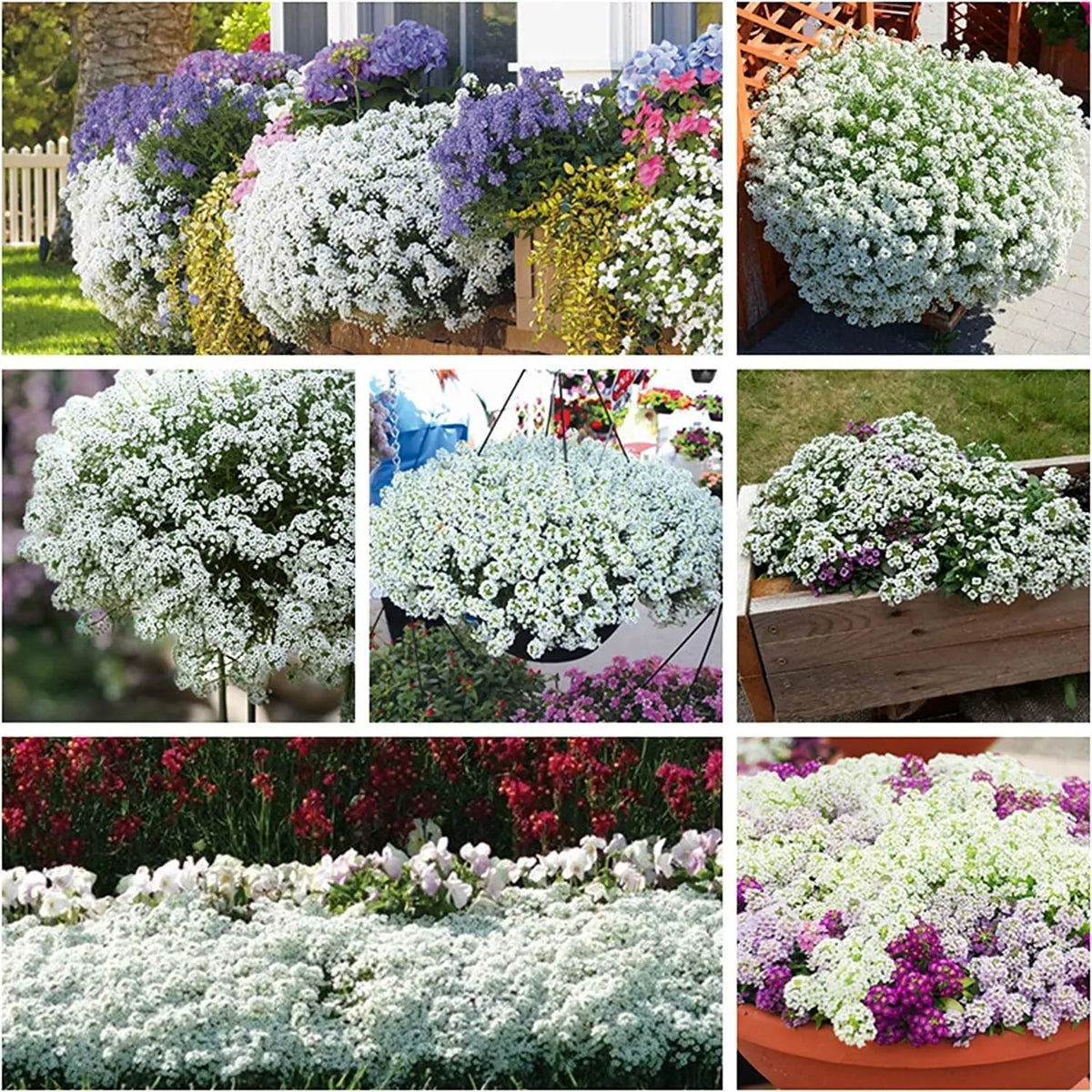 250 White Alyssum Clover Seeds | Ground Cover Carpet | Lobularia maritima | Attracts Pollinators, Low Maintenance