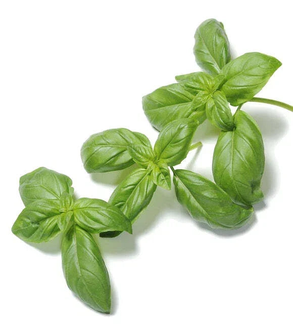 Organic Basil Seeds - 500 Count Super Sweet Ashalim - Ocimum basilicum - Non-GMO Heirloom for Gardening and Culinary Use