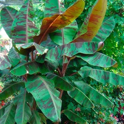 Variegated Blood Banana Plant Starter - 4-Inch Musa acuminata 'Sumatrana Rojo' - Unique Tropical Houseplant for Indoors Outdoors