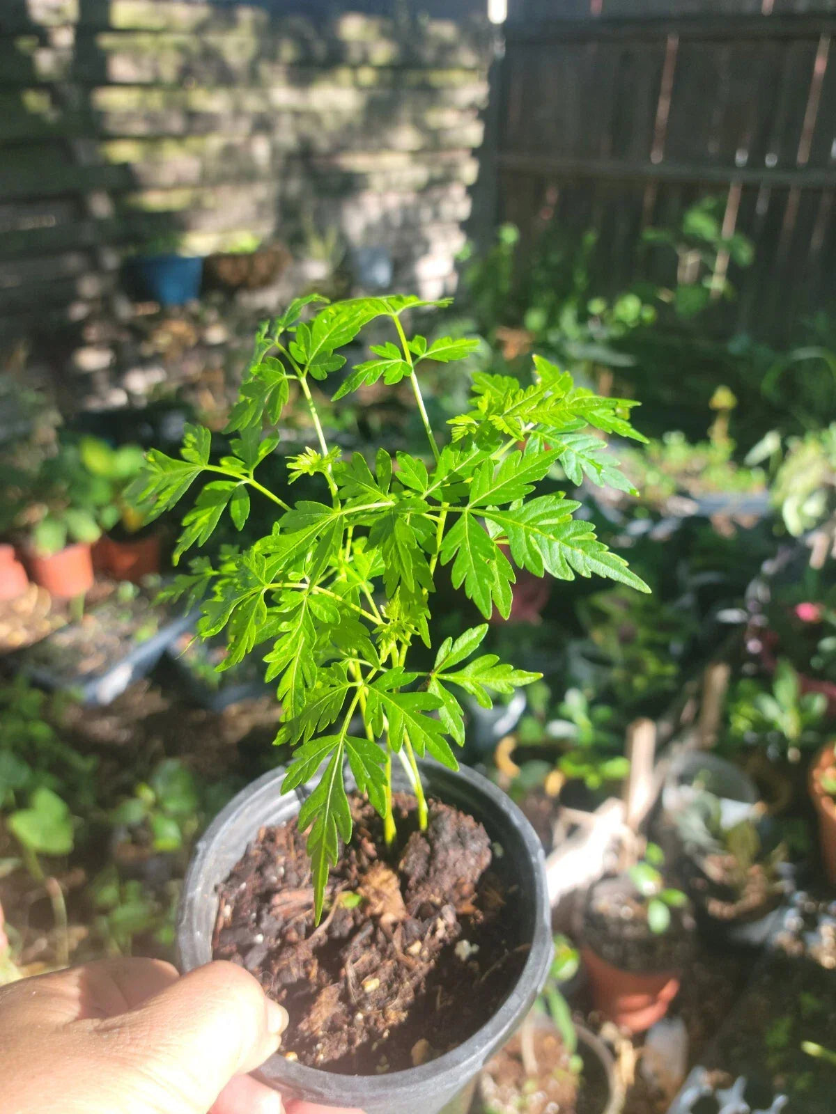 Chinaberry Tree Starter Plant - Small, Fast Growing, Showy, Fragrant - Melia azedarach - Perfect for Landscapes