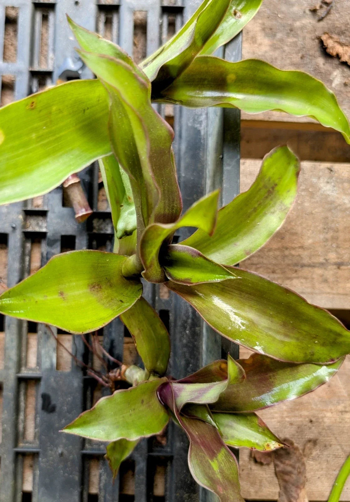 Live Plant Cuttings - 5 Callisia fragrans Pups - Basket Plant - False Bromeliad - Easy Care Indoor/Outdoor Greenery