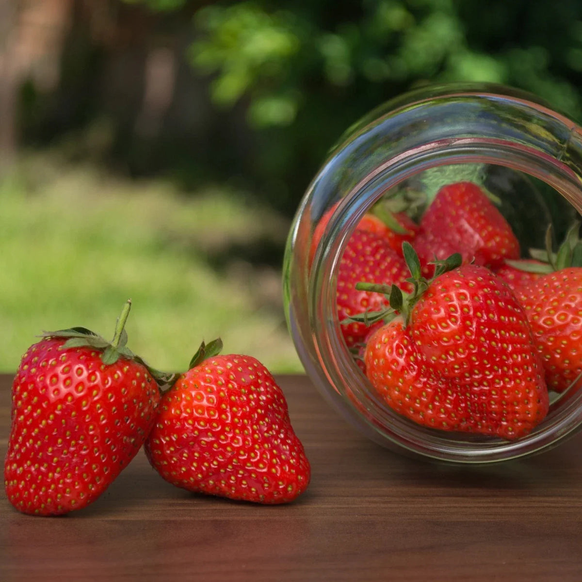 Galletta Strawberry Plants | Bare Root | High-Yield June-Bearing | Fragaria x ananassa | Sweet & Juicy Fruit