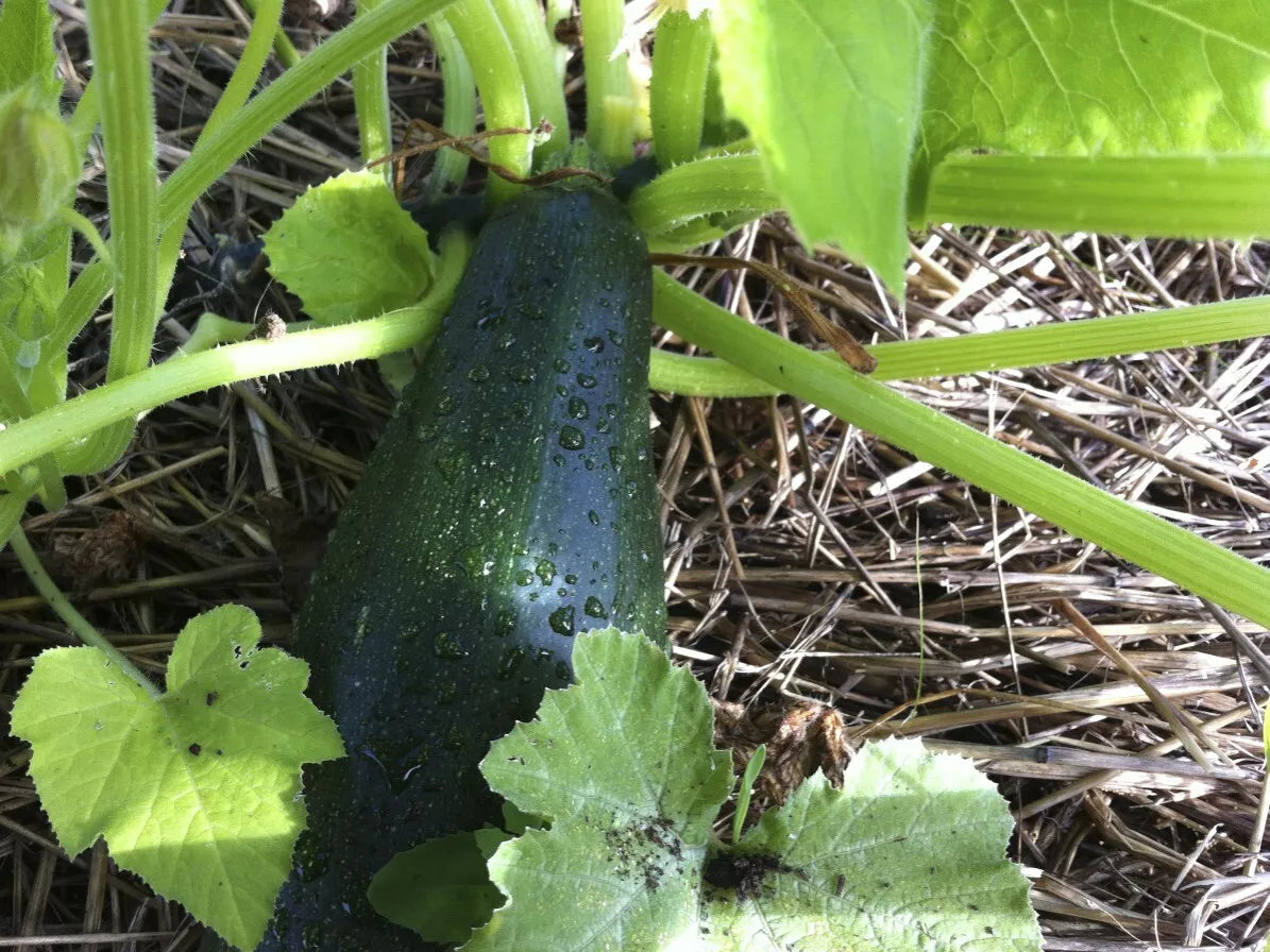 Black Beauty Zucchini Seeds 1 LB Non-GMO Heirloom Summer Squash Cucurbita pepo for Home Gardening