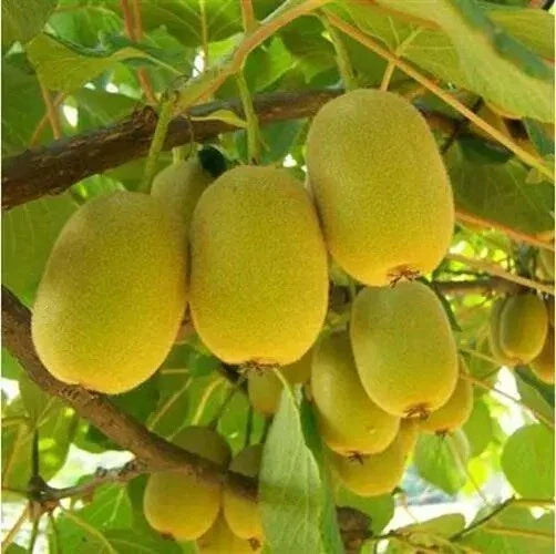 Yellow Heart Kiwi Seeds - 50 Pack - Actinidia chinensis - Fresh Golden Yellow Fruit Variety for Home Gardens