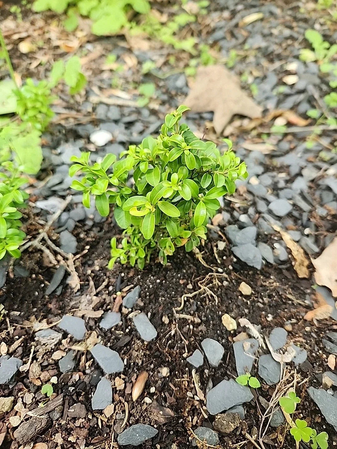 Kingsville Boxwood Mame Bonsai Tree, 4-Inch Pot, Rare Buxus microphylla var. japonica, Indoor Miniature Plant