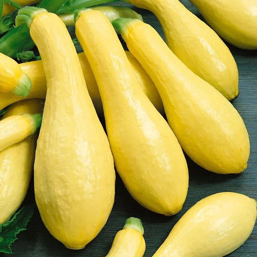 Early Prolific Straight Neck Squash Seeds - 25 Non-GMO Heirloom Seeds - Cucurbita pepo - Easy to Grow, High-Yielding Variety