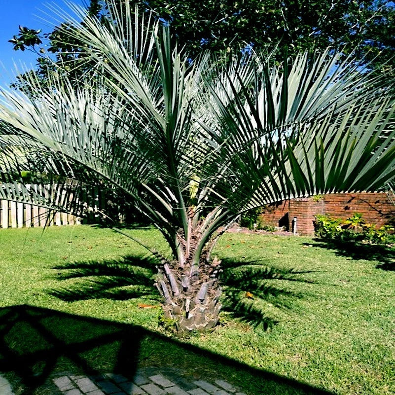 Jelly Pindo Palm Tree Seeds - 10 Pack, Cold Hardy Tropical Fruit Plant, Butia capitata for Gardens and Indoor Use