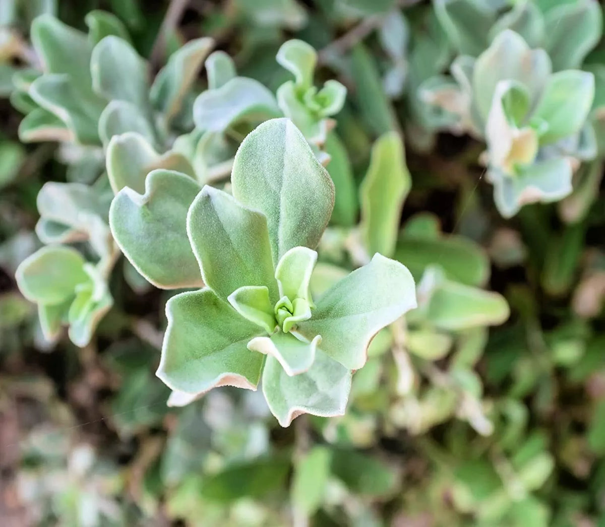 Silver Saltbush Seeds - 50 Pack - Atriplex argentea - Drought-Tolerant Landscape Bush - Made in USA