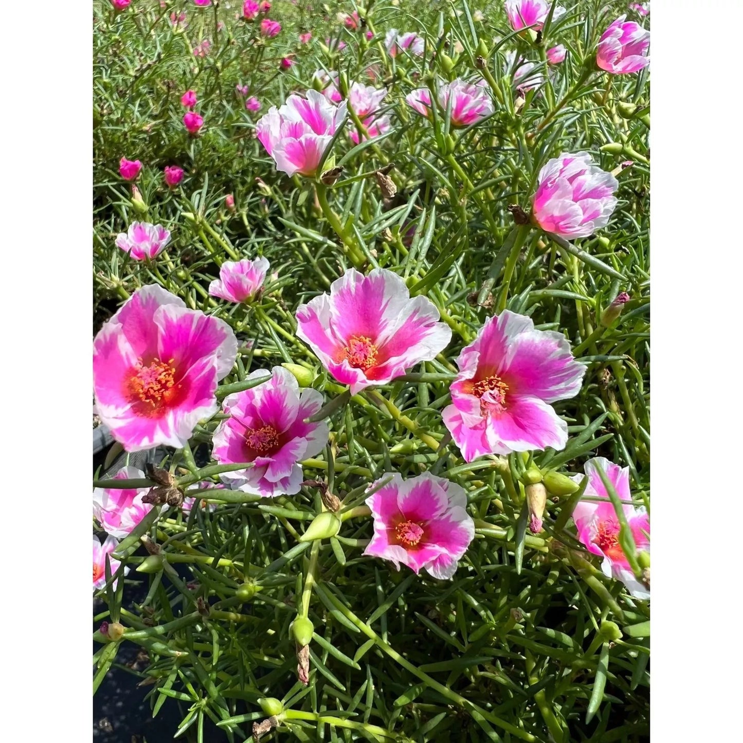 Pinky Star Cuttings - Portulaca grandiflora - Succulent Variety - Colorful Ground Cover Plant