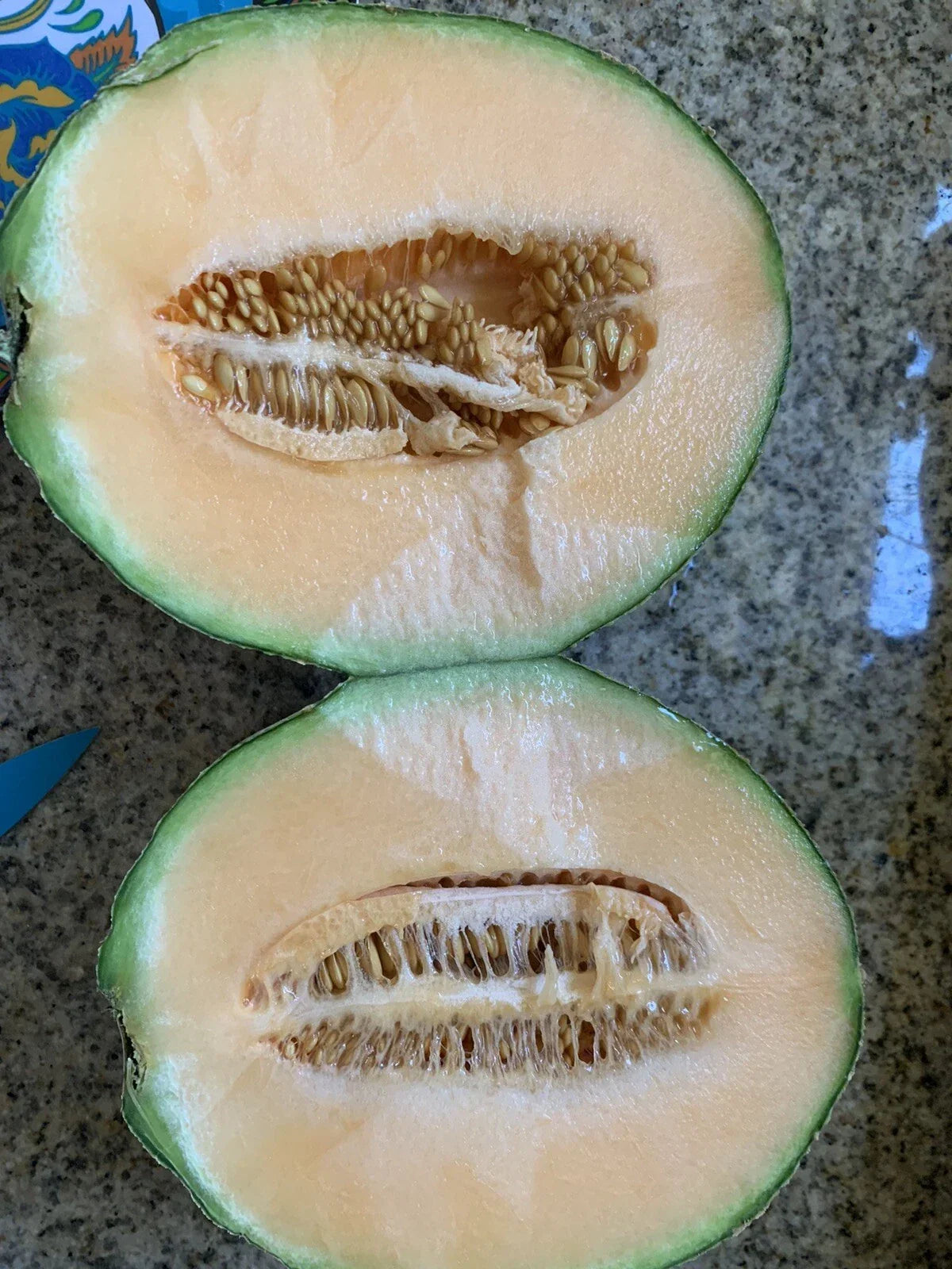 Cantaloupe Melon Seeds 25 Pack, Sweet Variety, Easy to Grow, Non-GMO - Cucumis melo