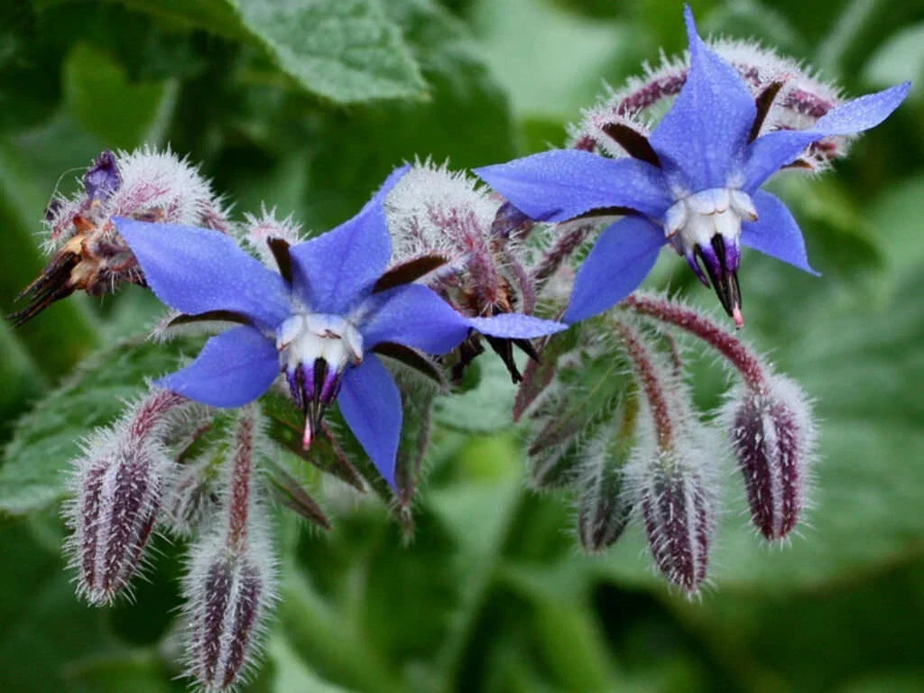 Borage Herb Seeds - 1000+ Heirloom Non-GMO Pest Repellent - Borago officinalis - Blue Flower Culinary Herb Seeds