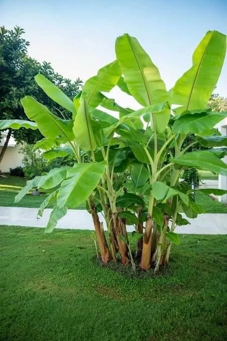 Darjeeling Banana Tree Seeds - 5 Seeds - Musa sikkimensis - Tropical Fruit Planting Seeds for Garden and Containers