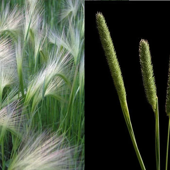 Creeping Meadow Foxtail Seeds 250 - Alopecurus pratensis - Hardy Perennial Grass for Landscaping and Biodiversity