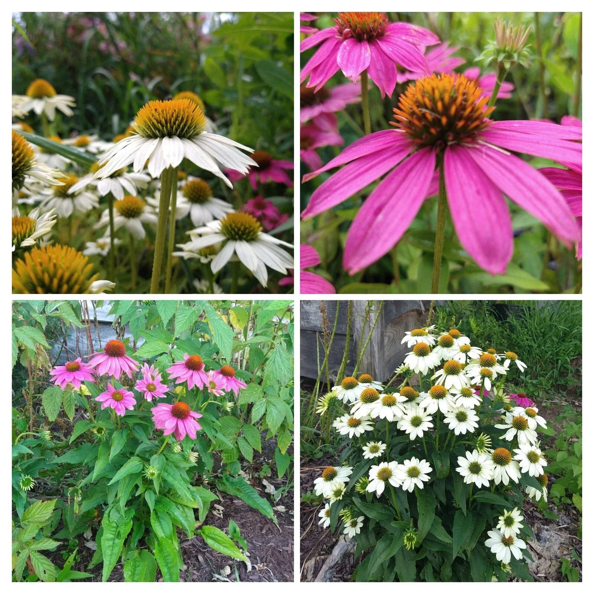 Echinacea Pow Wow Duo Live Plants 4 Plugs, Deep Rose & White Coneflowers, Echinacea purpurea, Perennial Baby Plants