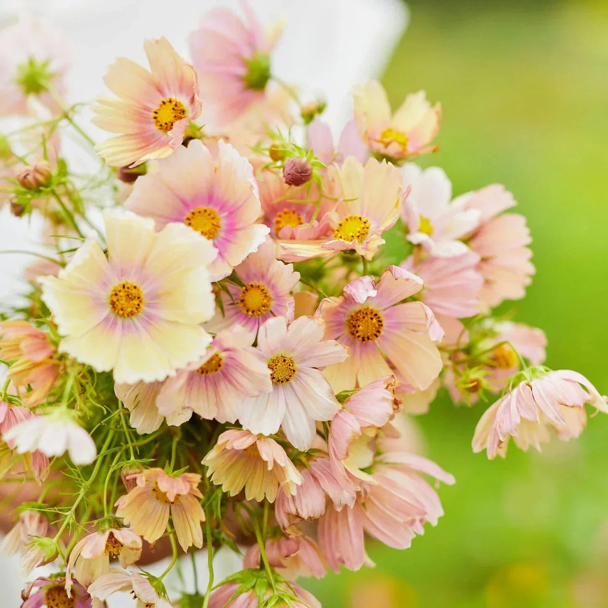 Apricot Lemonade Cosmos Seeds - 200+ Pack - Cosmos bipinnatus - USA Grown - Vibrant Garden Flowers
