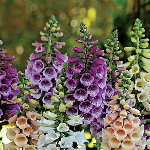 Dwarf Foxglove Seeds, 400 Non-GMO Seeds, FOXY MIX, Deer Resistant, Digitalis purpurea, Biennial Flower Seeds